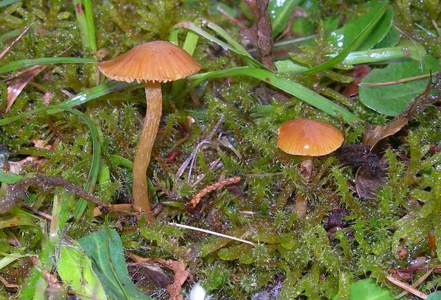 Galerina spec. Cod.: 0947-07